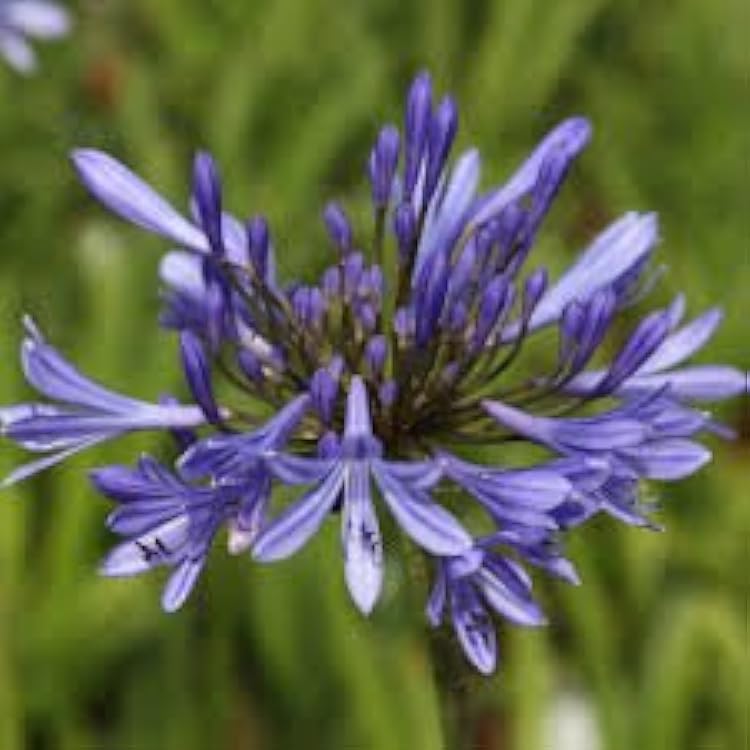 Pixies Gardens 1 Gallon Agapanthus Blue - Lily of The Nile Popular Perennial Evergreen Blue Flowers. Drought and Deer Resistant