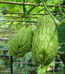 New Fresh 75pcs Chayote Vegetable Seeds Generic