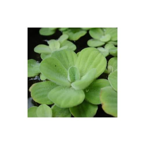 Water Lettuce Above Water Plant Filters Water, Cleanses Pistia 1 Piece 7-10 cm Aquarium Plant