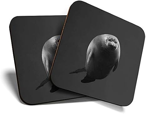 2 x Square Coasters - Cute Seal Baikal Lake Russia Cork Backed Home Kitchen Accessory Tea Coffee Mug Mat #39442 [Energy Class A+]