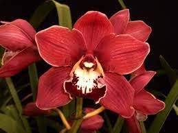 New 100pcs Cymbidium Orchid Flower Seeds Red Generic