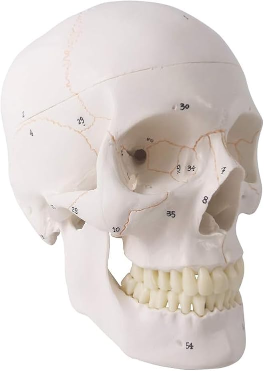 Human Skull Anatomical Model,with Painted Sutures 54 Pcs Labeled Numbered
