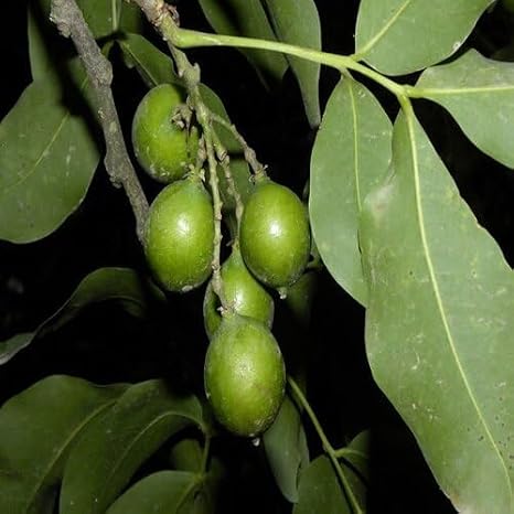 25pcs Green mamoncillo Fruit Seeds