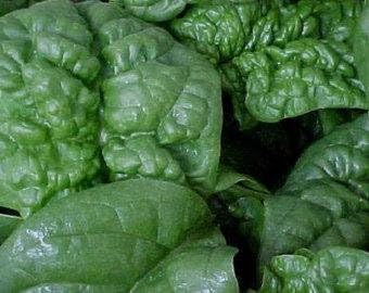 Spinach, America Spinach Seed, Heirloom, Non GMO,20 Seeds, Spinach Seeds