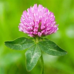 SeedRanch Red Clover Seed - 50 Lbs. (NON-GMO)