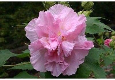 Confederate Rose Seeds Double Pink Very Beautiful & Hardy(25 - Seeds)