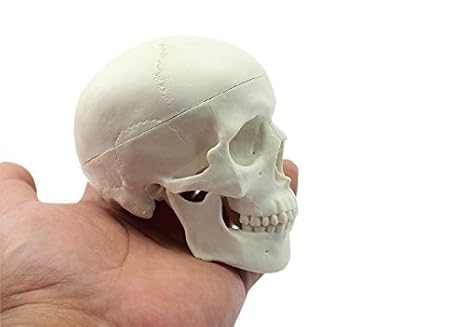 Education Mini Skull Human Medical Anatomical Head Bone Skull Bone Model