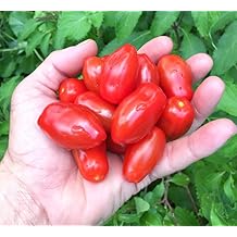 Mini San Marzano Tomato - Grow Now or Store for Future Planting - Capsule of 30 Seeds