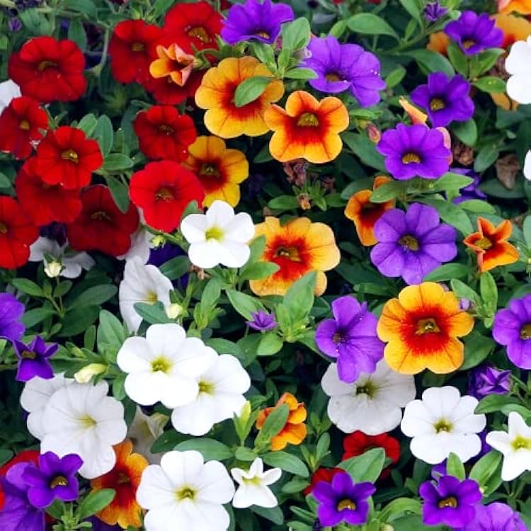 YEGAOL Garden 100Pcs Calibrachoa Seeds Mini Petunia Perennial Flower Attract Butterflies & Hummingbirds Flower Seeds Container Outdoor Border Plant