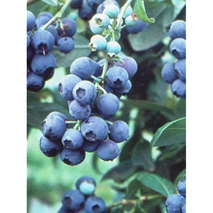 Pixies Gardens Tifblue Blueberry Bush - One of The Oldest Blueberry Cultivars Still Being Planted and Considered One of The Best. Good Pollinator 1 Gallon Potted