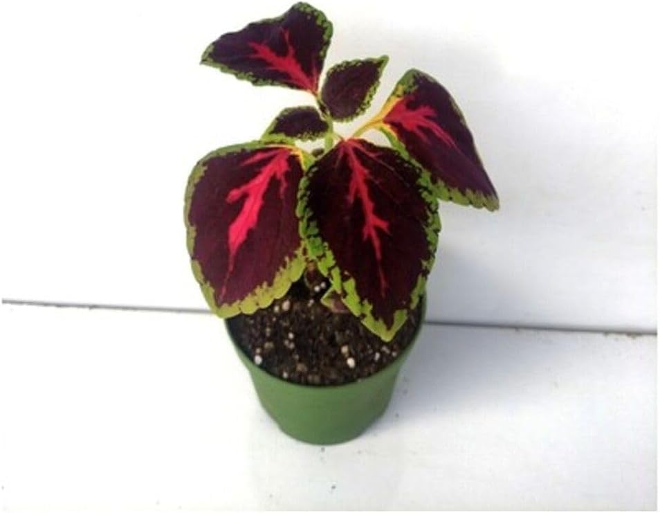 Leaf Beauty Flower 1 Potted 10-20Cm Kolyos