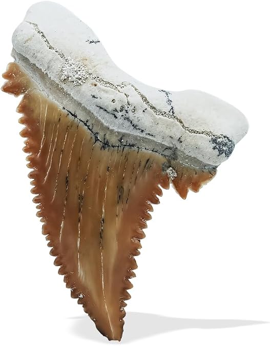 Starborn Rare Collector's Fossils