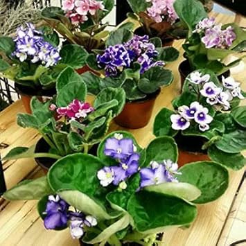 3PACK African Violet Plants -Assorted Colors
