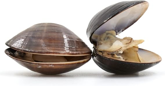 American Hardshell | Cherrystone Clams 1 kg -/+10%