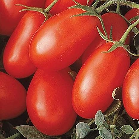 La Roma III Red Hybrid Tomato Seeds - Produces Abundant Crops Disease Resistant(10 - Seeds)