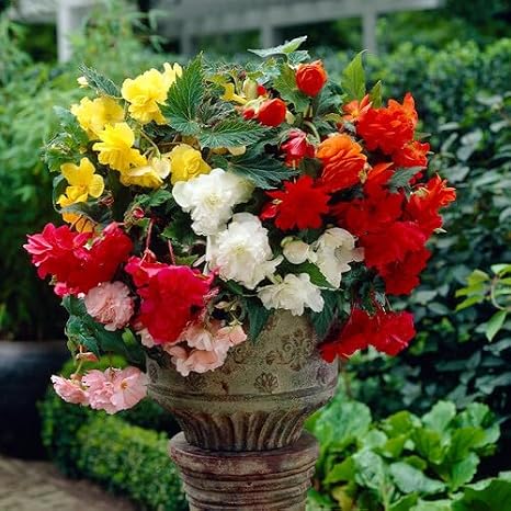 100pcs Begonia Flower Seeds Mixed