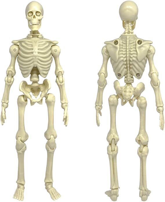 Super Articulated 8 Inch Skeleton Action Figure