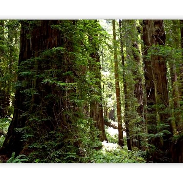 artgeist Wall Mural Forest 135x106 in - Peel and Stick Self-Adhesive Wall Sticker Decal Wallpaper Removable Photo Design Home Decor Nature Landscape 100403-120