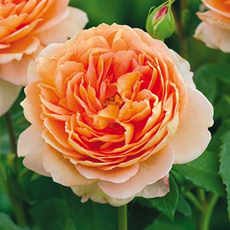 Heirloom Roses Carding MillTM Rose Bush - David Austin Rose Plant for Outdoor Planting