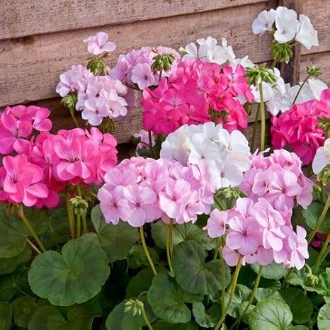 100pieces Mixed Geranium Flower Seeds