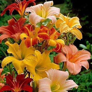 Daylily Mix (6 Pack of Bare Roots) - Summer Blooming Perennial Flowers