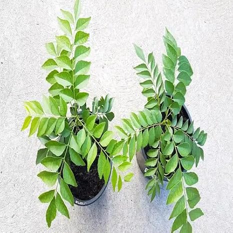 20pcs Green Curry Leaf Plant Seeds