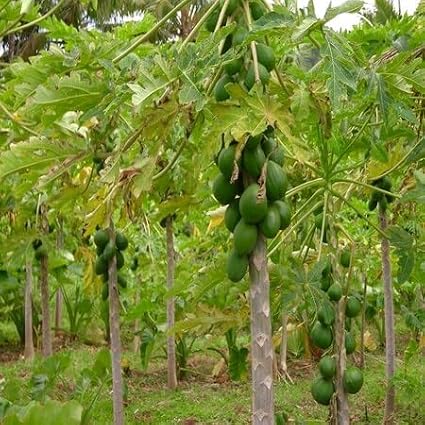 80pcs Papaya Tree Seeds