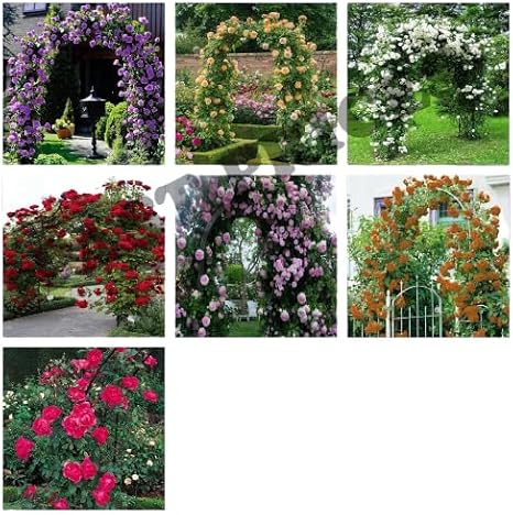 Be-Creative Climbing Rose Flower Seeds, UK Climbing Rose Flower Seeds for Home Garden Patio Plant - 10x Climbing Rose Flower Seeds (Purple)