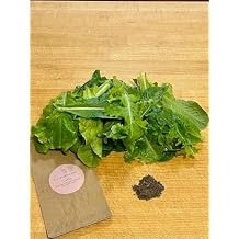 Black Seed Simpson USA Grown Non GMO Heirloom Lettuce Seeds for Planting Great for Gardening Outdoors Greenhouse or Hydroponic 500 Seeds Ships in Compostable Packaging by ForeverSeed Store