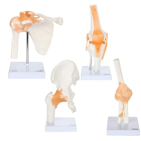 Functional Joint Anatomy Model Set Includes Flexible | Skeletal Shoulder Joint, Knee Joint, Hip Joint and Elbow Joint Models with Ligaments, 4 Pack