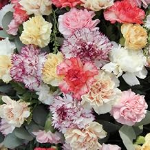 5000 Carnation Seeds, Mixed Color Clove Carnation Seed, Attract Pollinators, Non-GMO Heirloom Dianthus Seeds for Home Garden Outdoor
