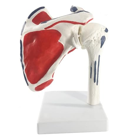 Shoulder Joint Anatomical Model Skeleton Human Medical Anatomy For Medical Study 17 * 16 * 16 cm