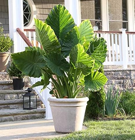 Alocasia Odora Mighty (Size 7/9) Bulb (Taro/Elephant Ear) | 1 Bulb for 6+ Ft Tropical Foliage