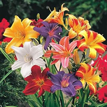 Mixed Color Daylily Roots for Planting - Grow Beautiful Perennial Daylilys (10 Daylily Plants)