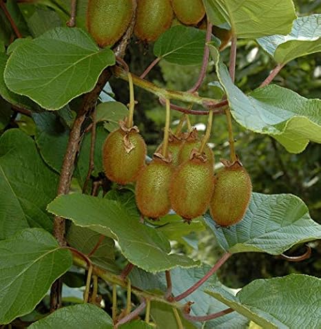 Selbstfruchtende Kiwi Issai 40-60cm - Actinidia arguta - lebende Gartenpflanze aus den Baumschulen