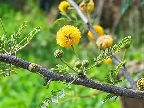 Acacia Senegal (Gum Arabic) Tree Seeds - 20 Seeds