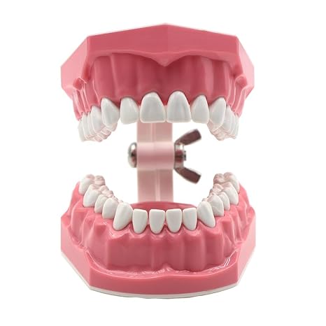 Dental Typodont Standard 1:1 Brushing Flossing Practice Teeth Model M7010-1