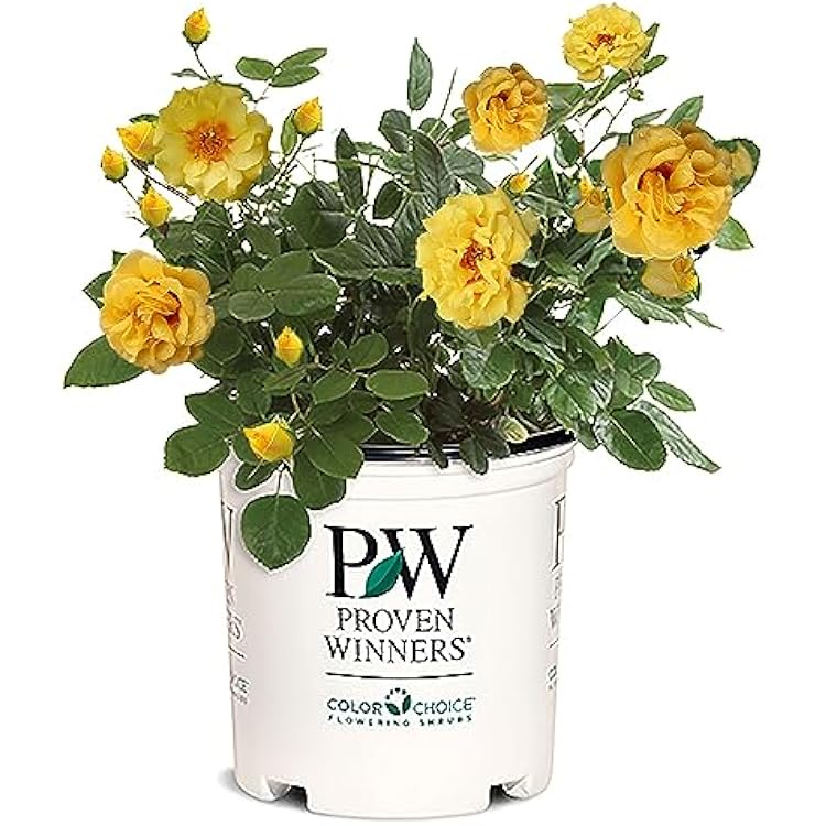 Proven Winners 2 Gal. Rise Up Ringo Climbing Rose Shrub