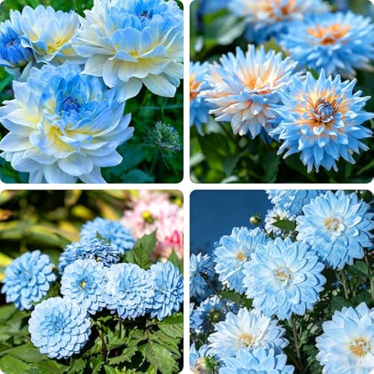 Dahlia Seeds for Planting, 400pcs Rare Perennial Garden Dahlia Flower Seeds Plants, Non-GMO Heirloom Beauty Flowers Home Garden for Outdoors