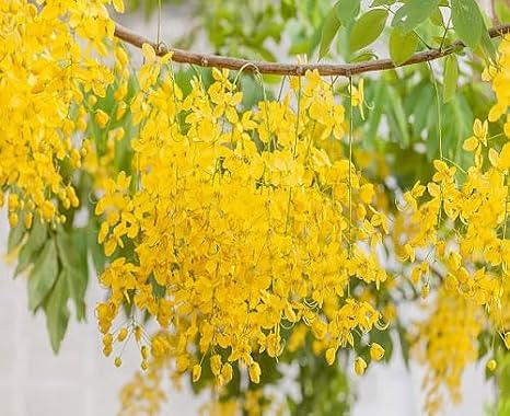 90pcs Cassia Fistula Tree Seed