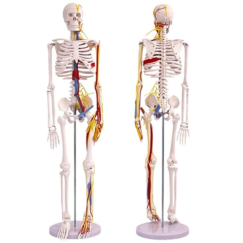 33.5 Half-Life-Size Human Skeleton Model with Nerves, Arteries, Veins, and Heart Removable Skull Cap and Limbs Anatomical Skeleton with Stand for Study and Demonstration