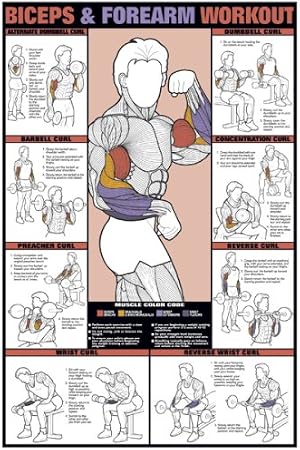 ALGRA Co-ed Biceps & Forearm Workout 24 X 36 Laminated Chart