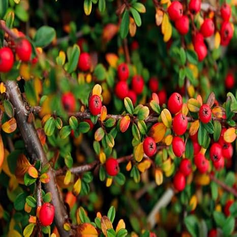 100pcs Pyracantha Fruit Seeds