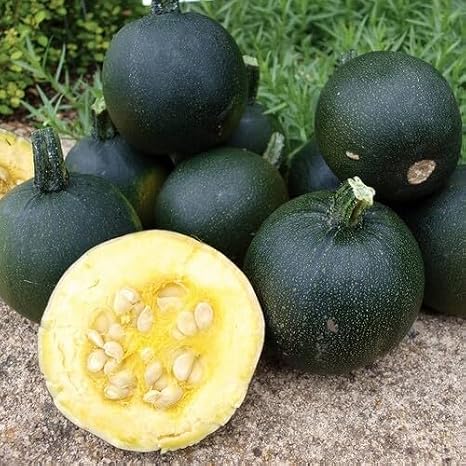 50pcs Green gem Squash Vegetable Seeds