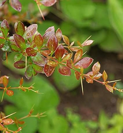 Beberitz Red Jewel 30-40 cm - Berberis Media - Garden Plant