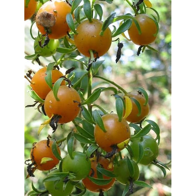 Pereskia aculeata Variegated Rare Plant Cactus 4 Pot V