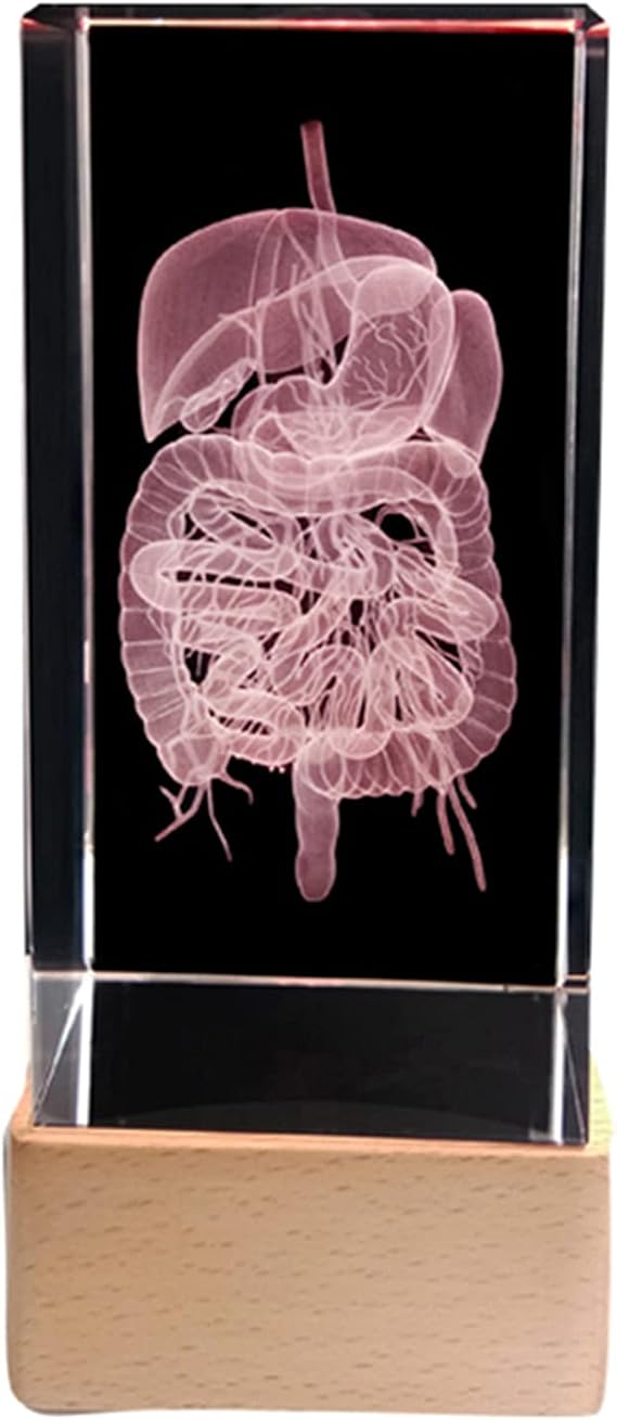 3D Human Liver Digestive System Anatomical Model Crystal Internal Carving Duodenal Pancreas Paperweight Science Gift with Base,Small Size