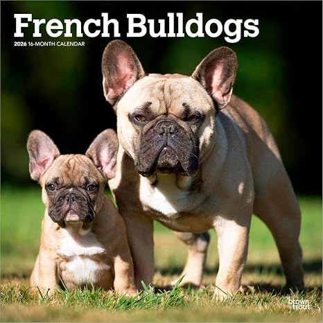 French Bulldogs | 2026 12 x 24 Inch (Hanging) Monthly Square Wall Calendar | Plastic-Free | BrownTrout | Animals Dog Breeds