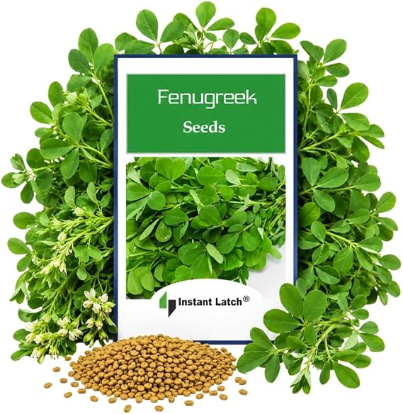 100 Fenugreek Seeds for Planting Non GMO Heirloom Seeds Fenugreek Seed | NON GMO, Heirloom Seeds, Instant Latch Fresh Garden Seed