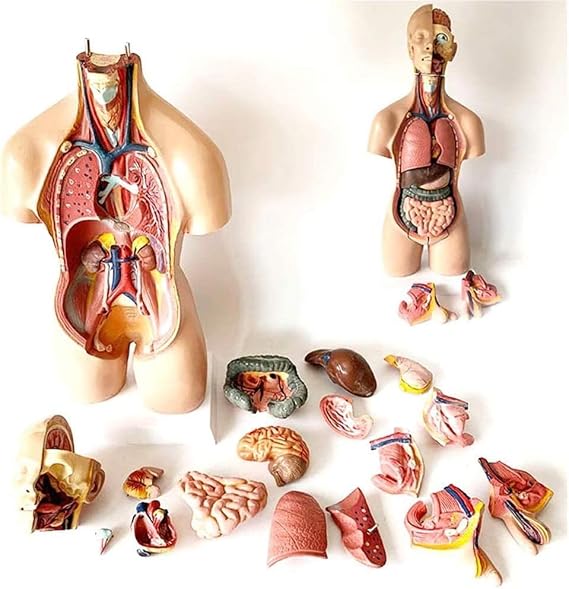 ICEMOB 55CM Human Torso Body Model, 19 Parts Anatomy Anatomical Medical Internal Organs Trunk Human Internal Body Model for Teaching